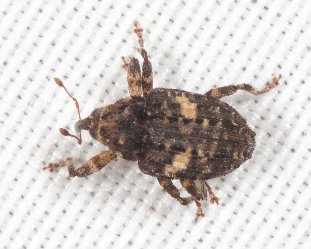 Eubulus