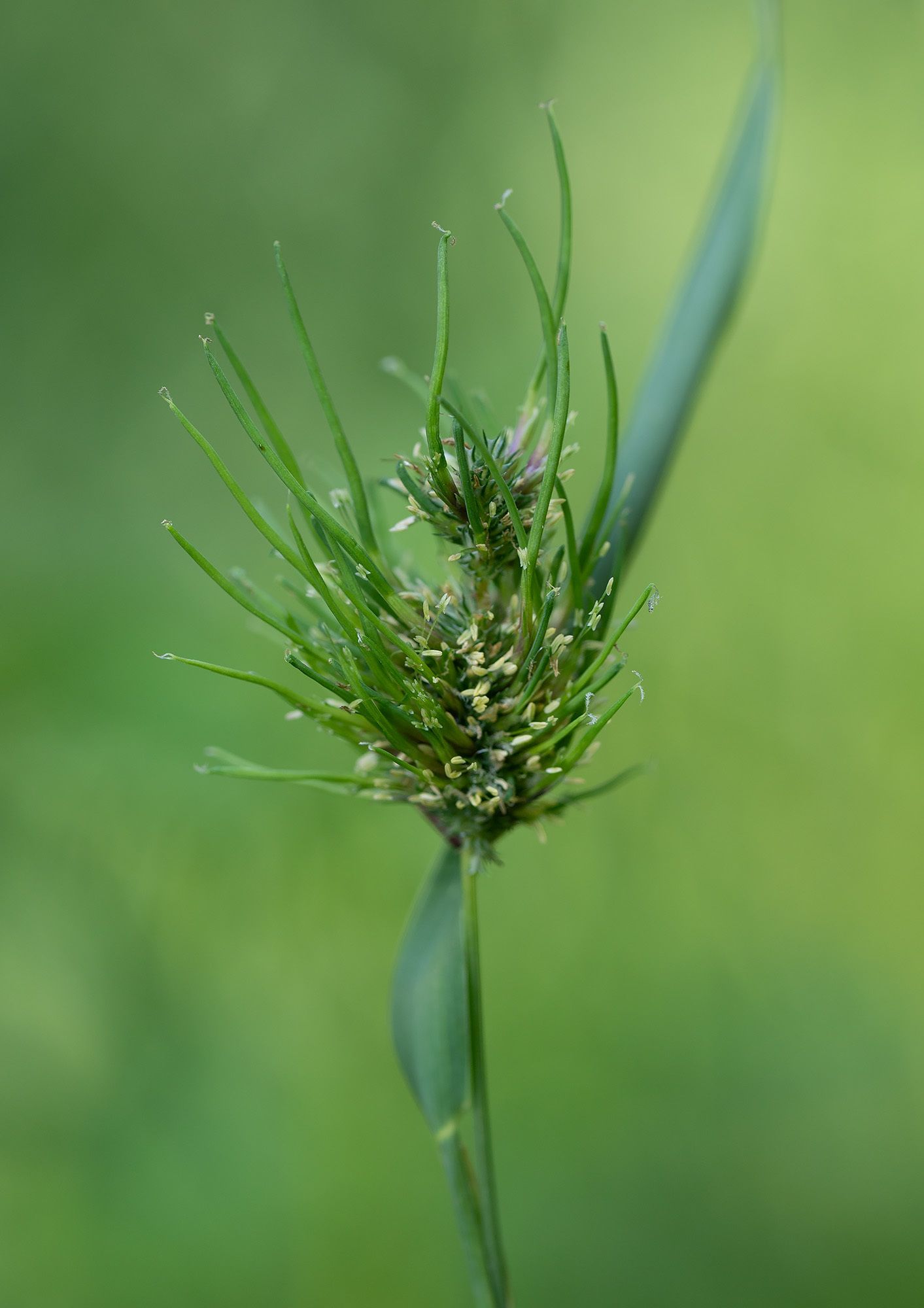 Sclerophthora macrospora