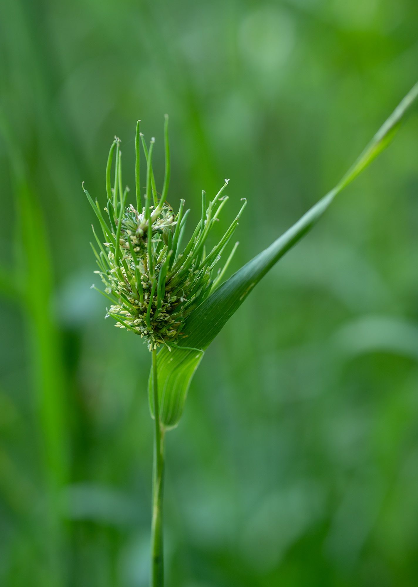 Sclerophthora macrospora