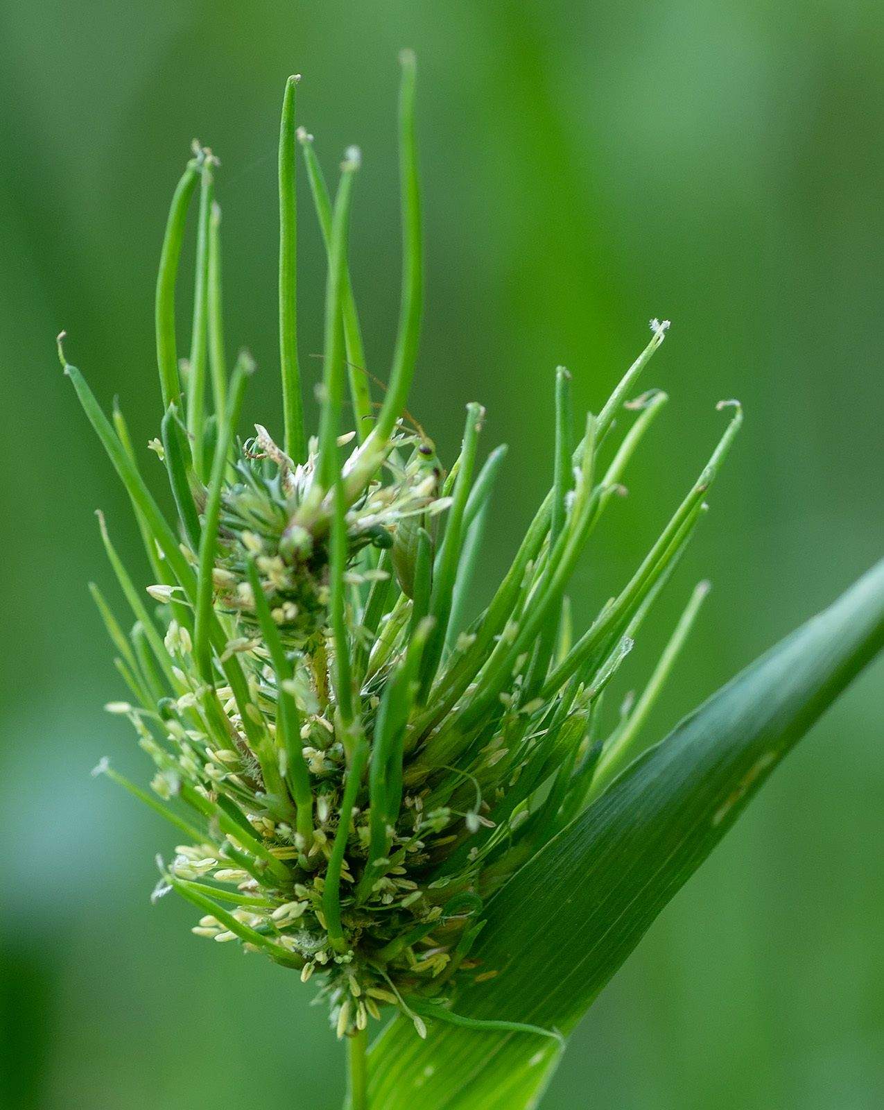 Sclerophthora macrospora