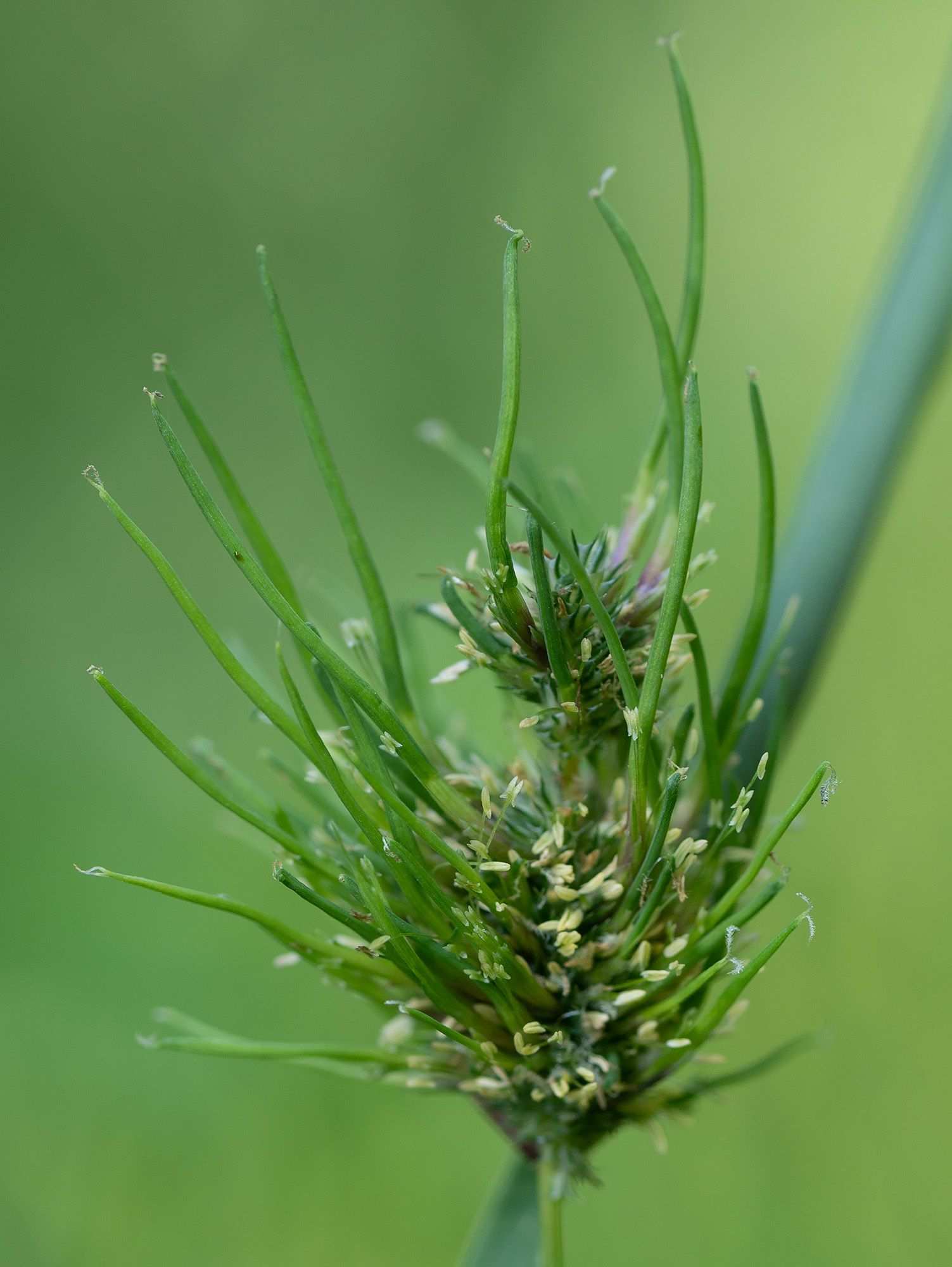 Sclerophthora macrospora