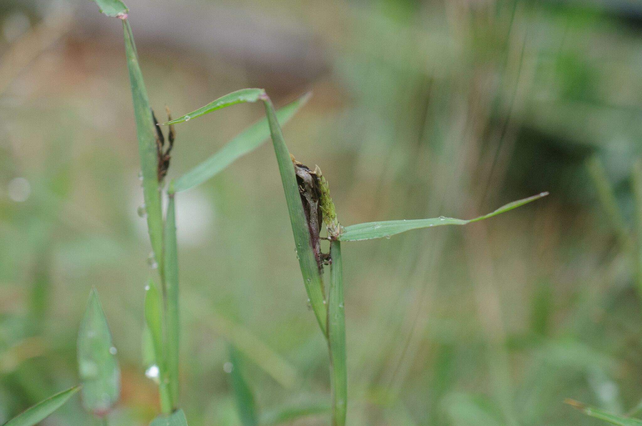 Ustilago syntherismae