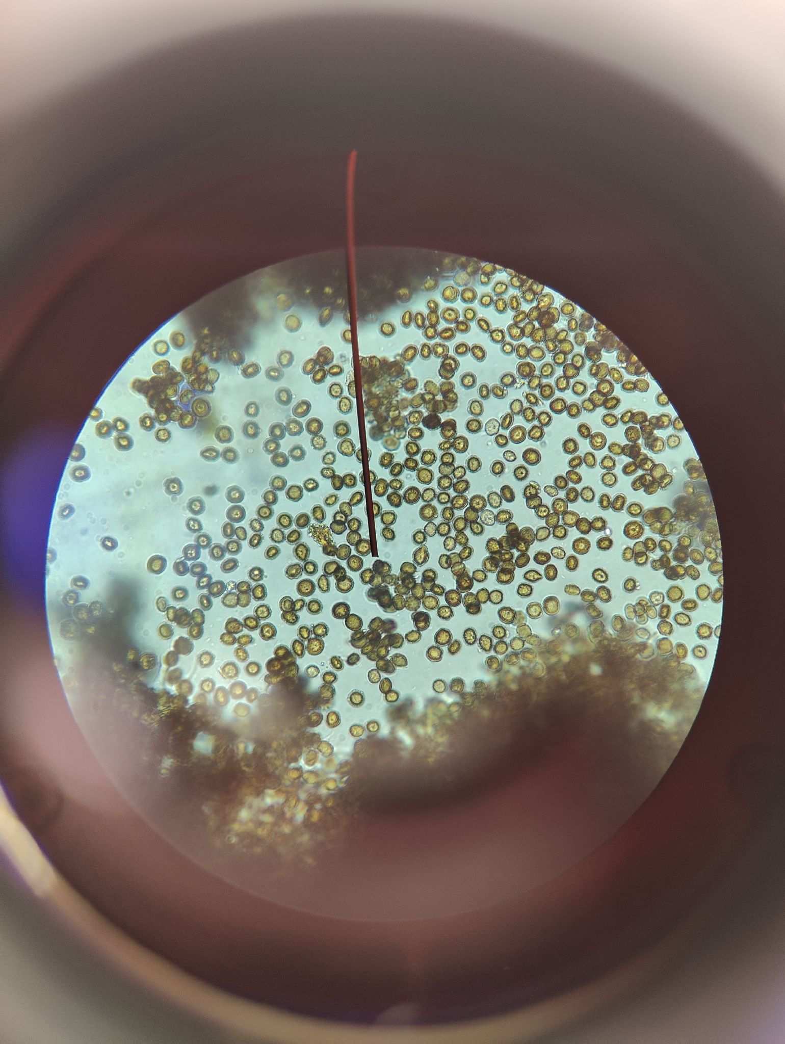 Ustilago syntherismae