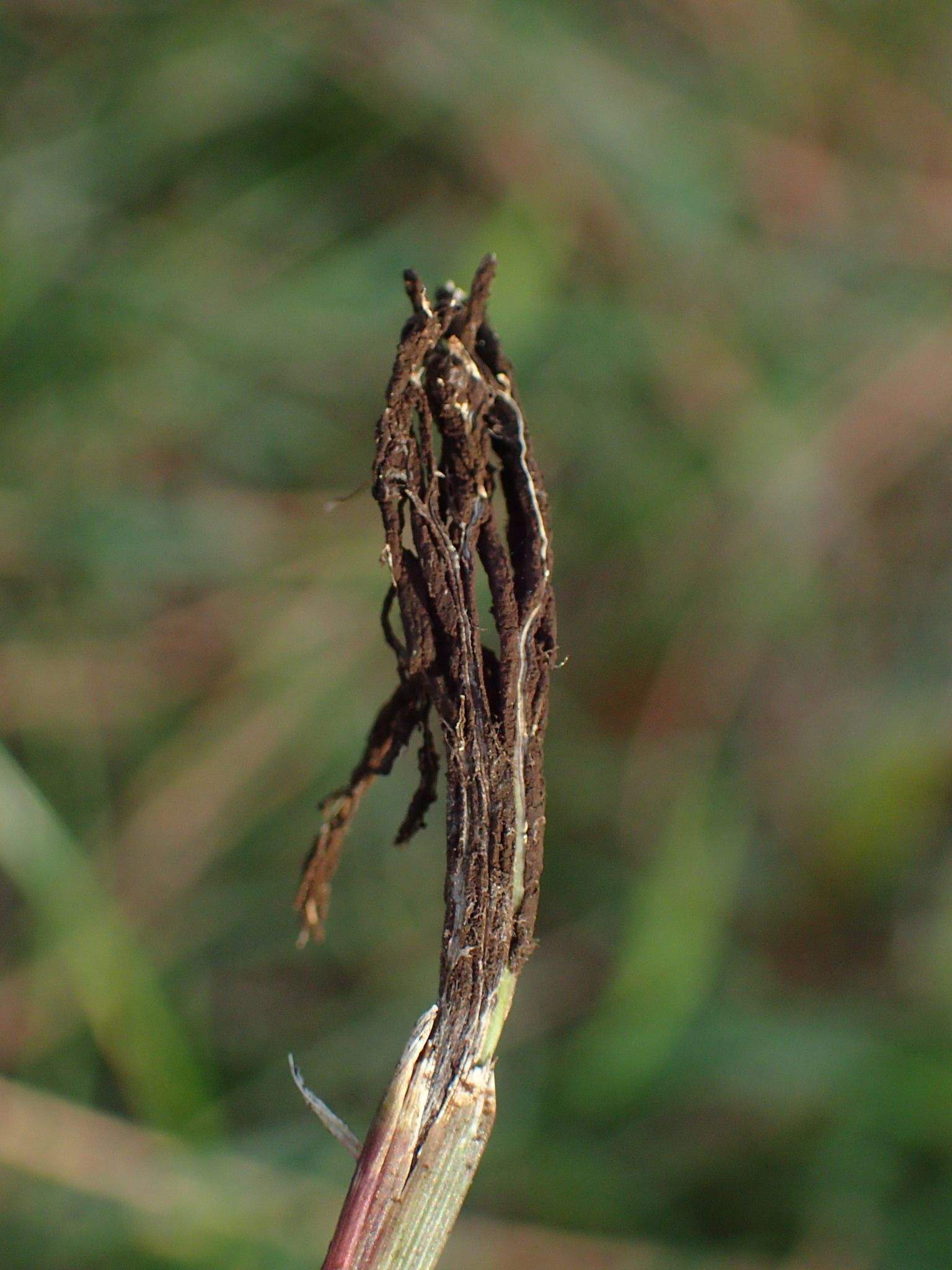 Ustilago syntherismae