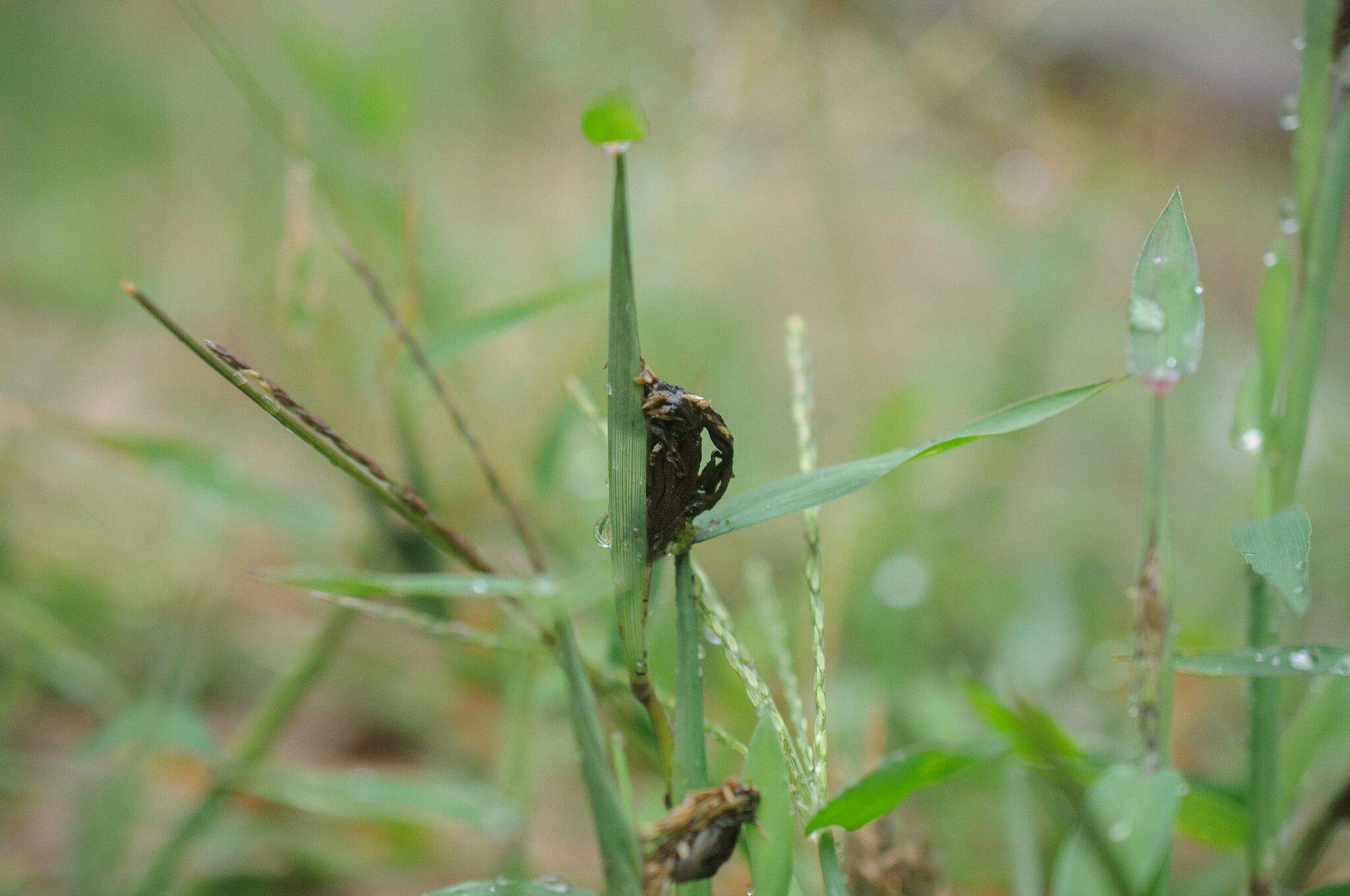 Ustilago syntherismae