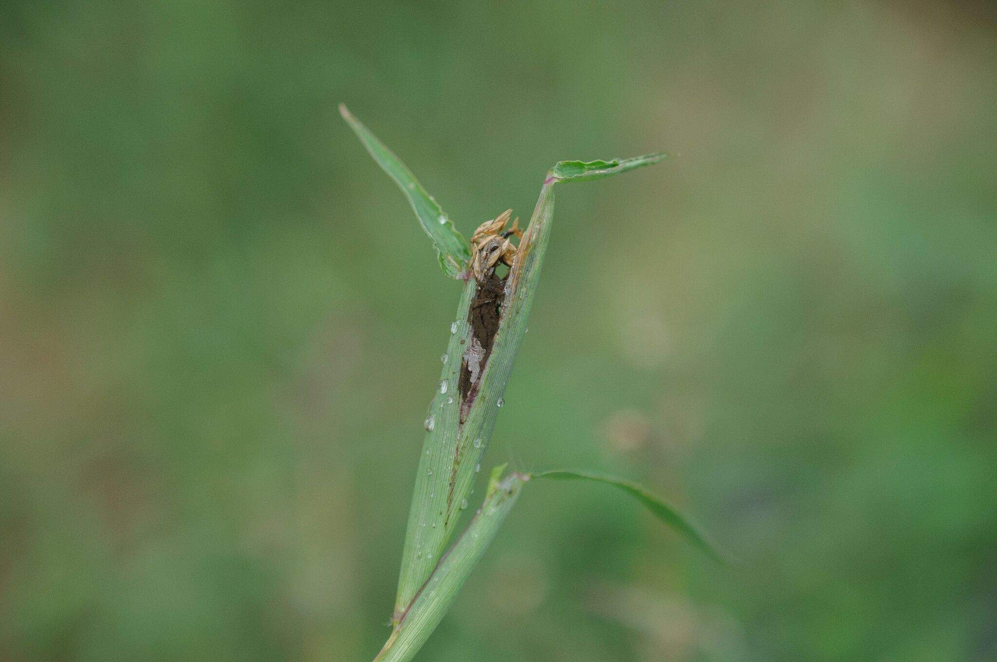 Ustilago syntherismae