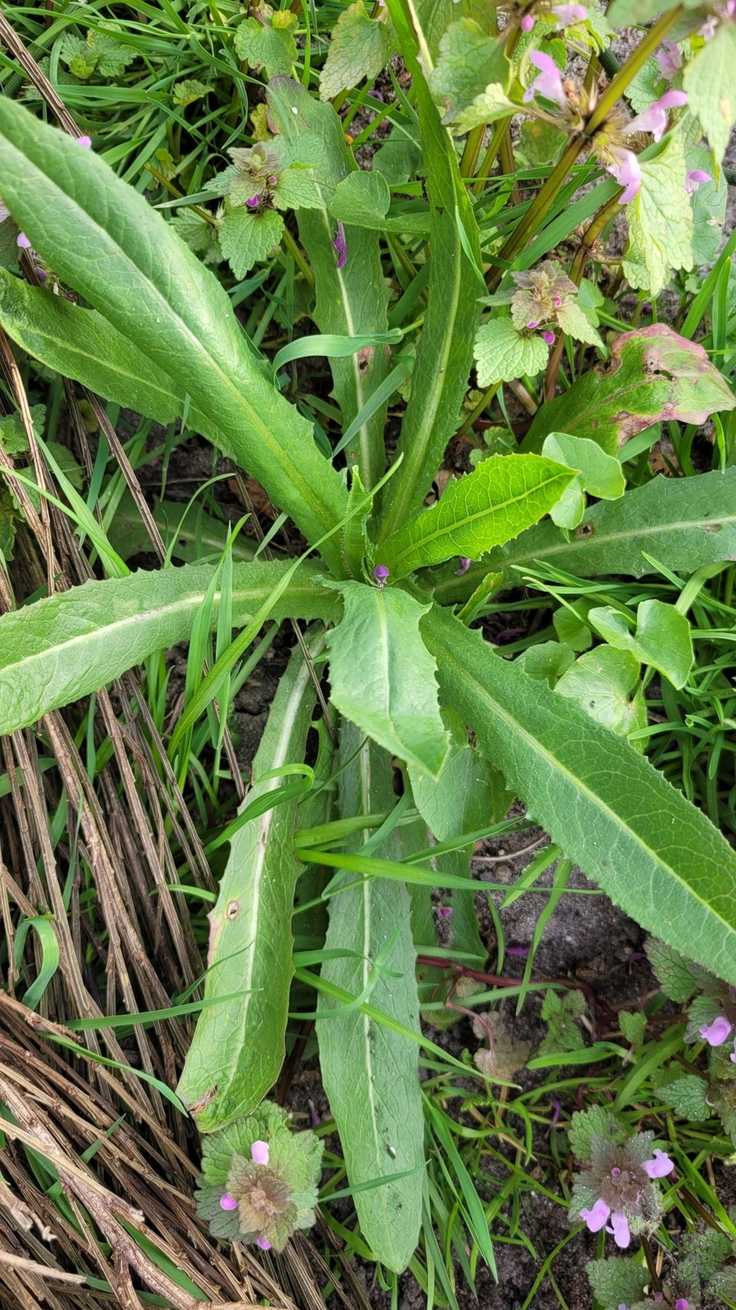 Septoria lactucae