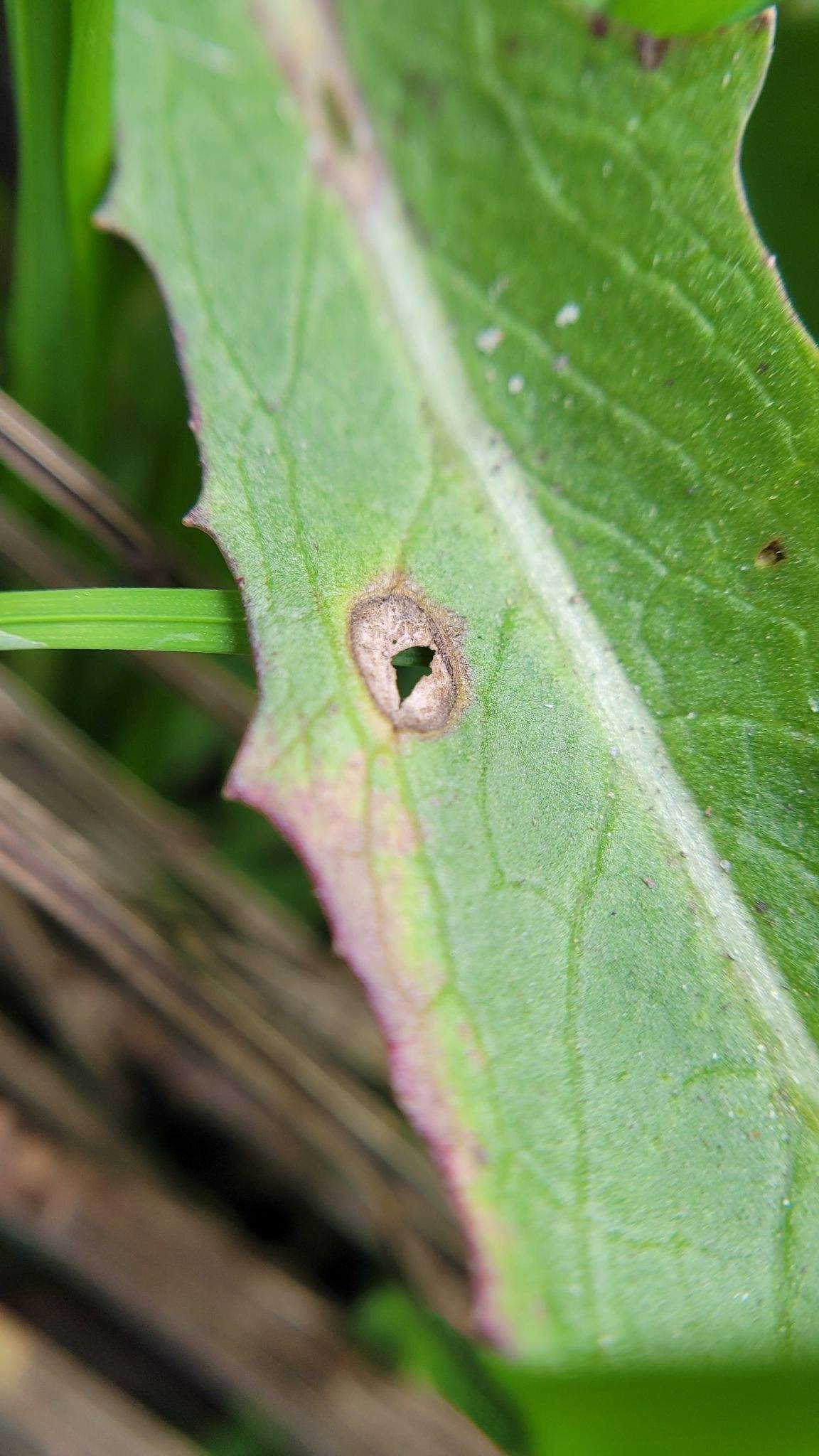 Septoria lactucae