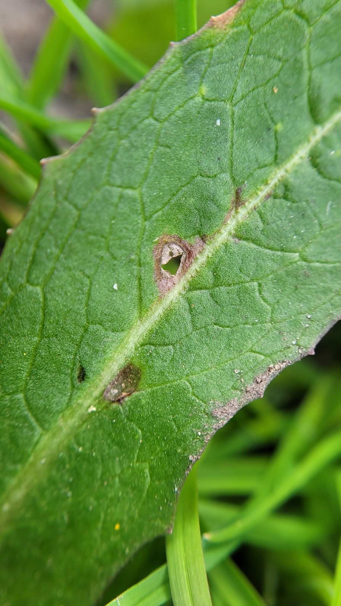 Septoria lactucae