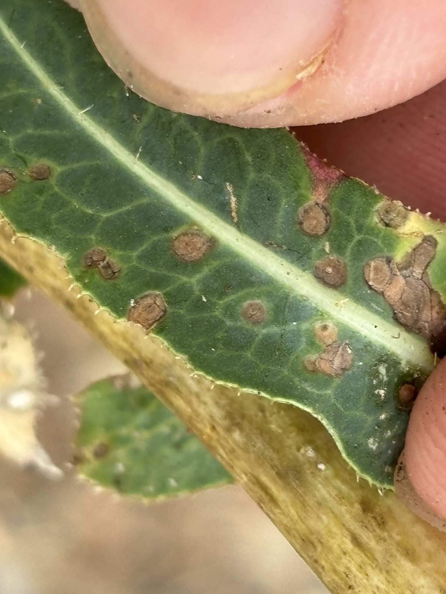 Septoria lactucae