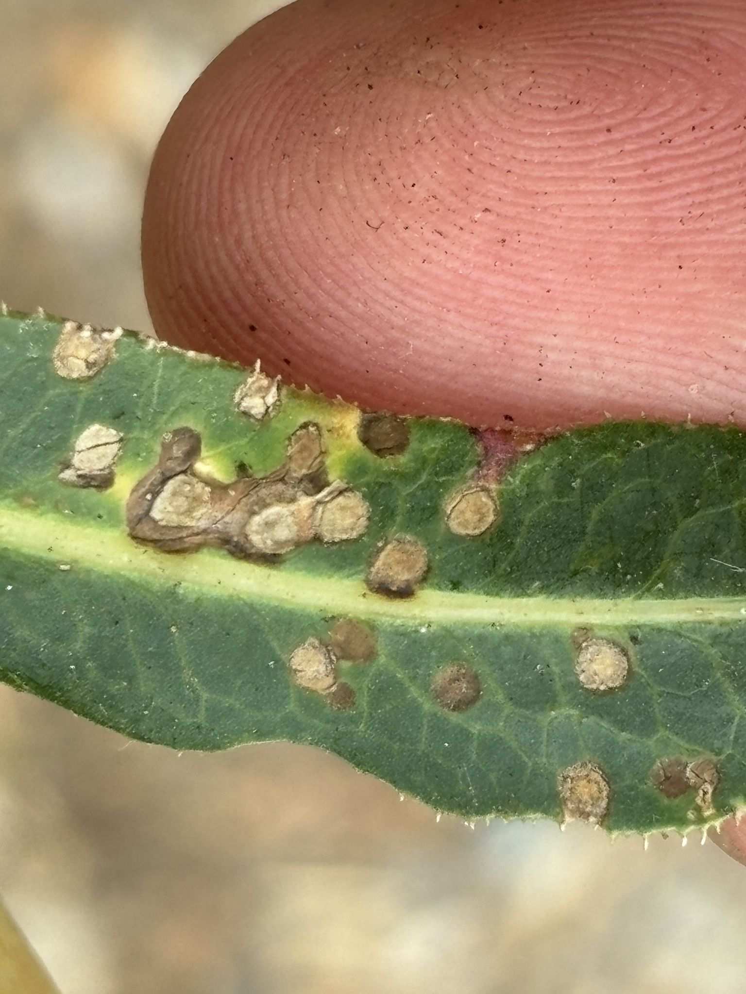 Septoria lactucae