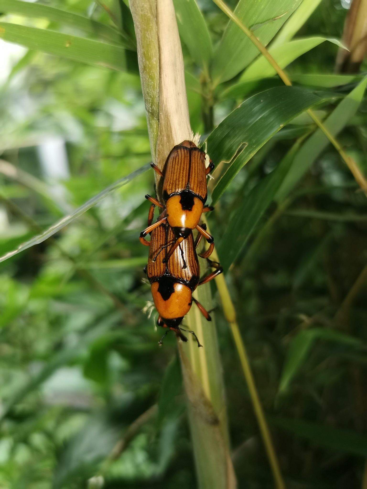 Cyrtotrachelus longimanus