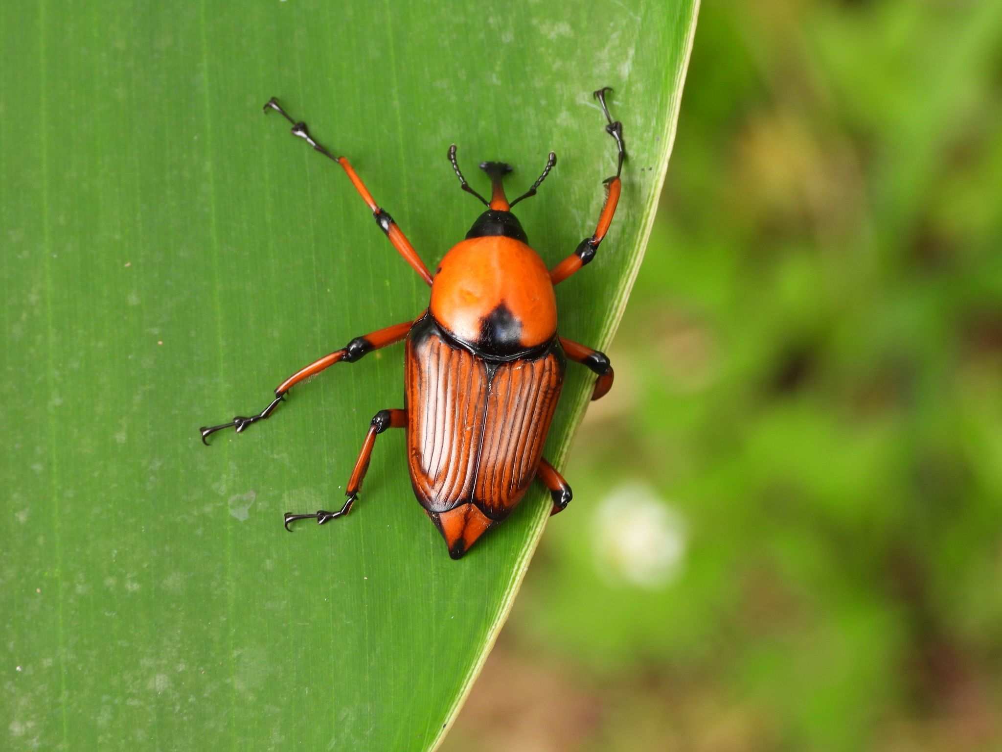 Cyrtotrachelus longimanus