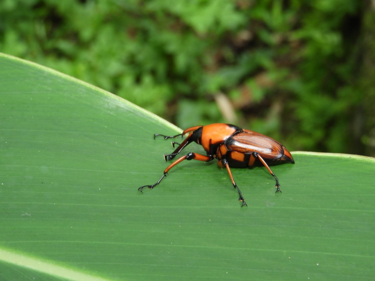Cyrtotrachelus longimanus