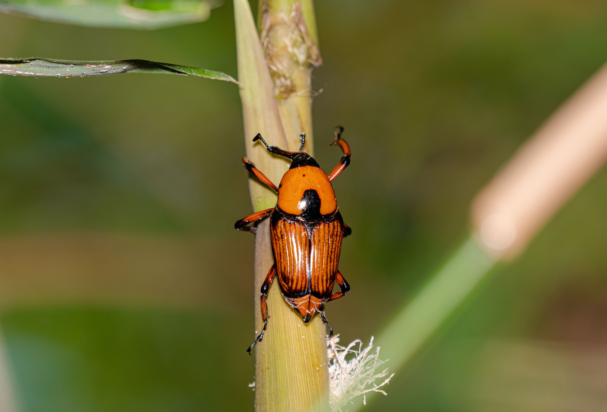 Cyrtotrachelus longimanus