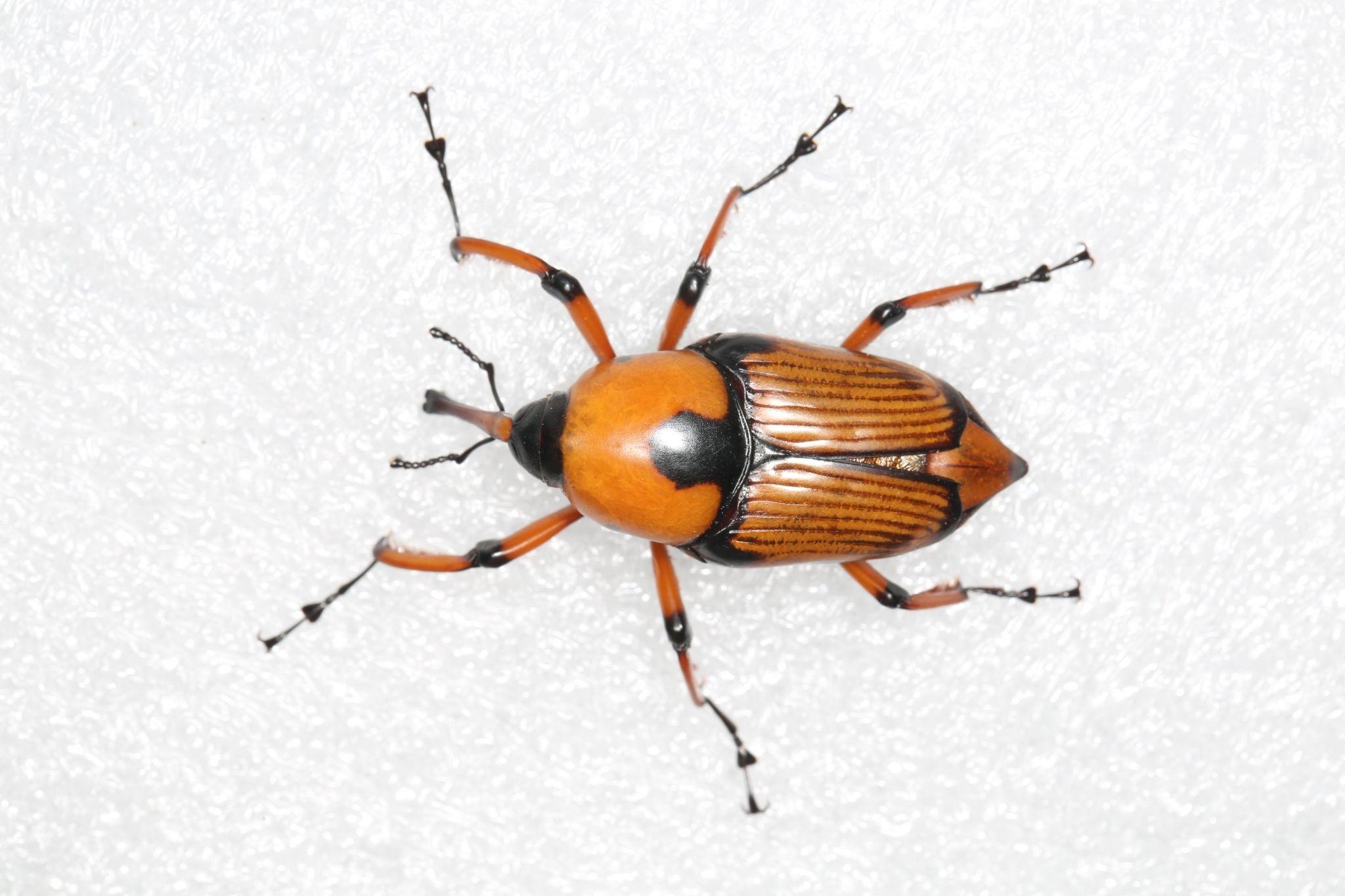Cyrtotrachelus longimanus