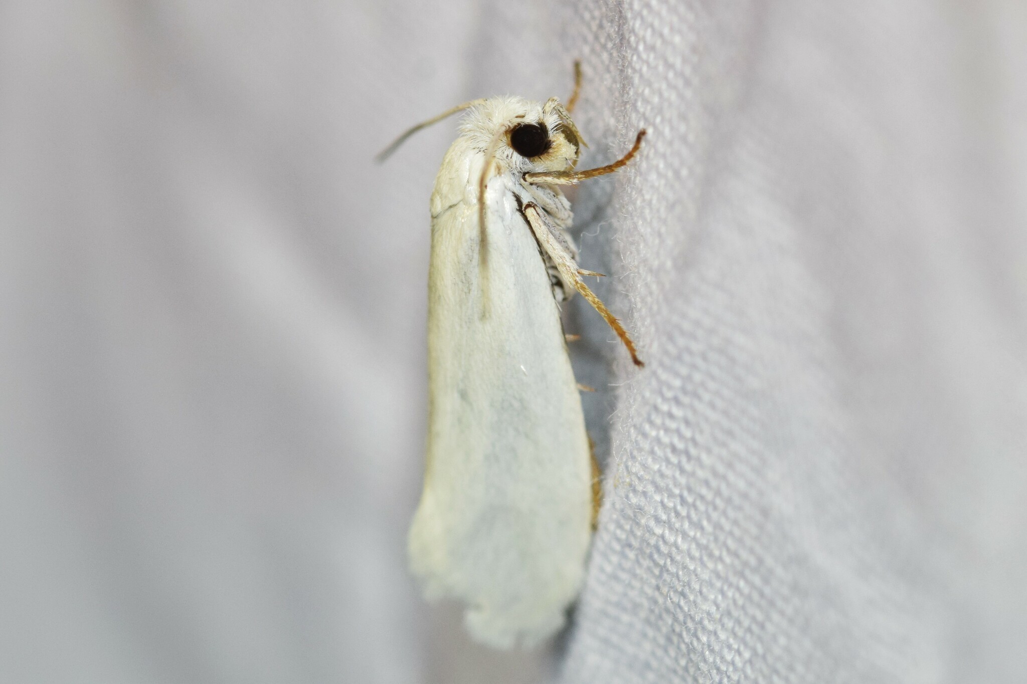 Tegeticula