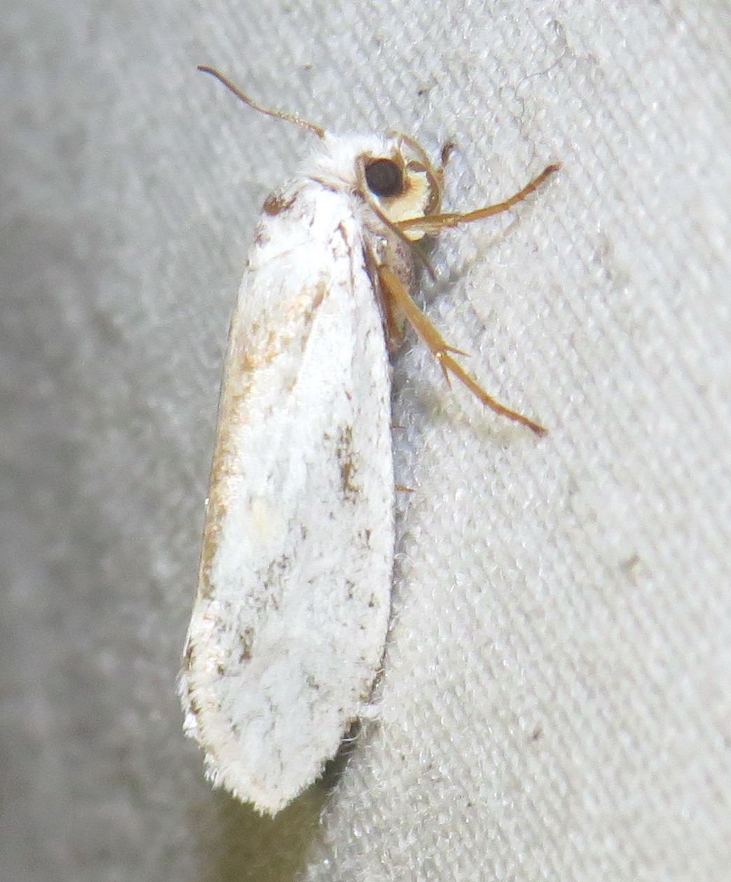 Tegeticula