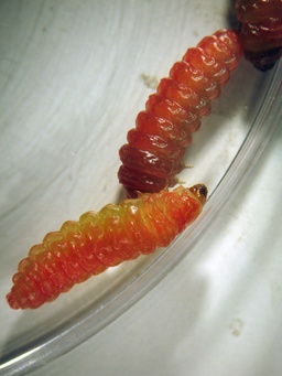 Tegeticula