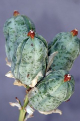 Tegeticula