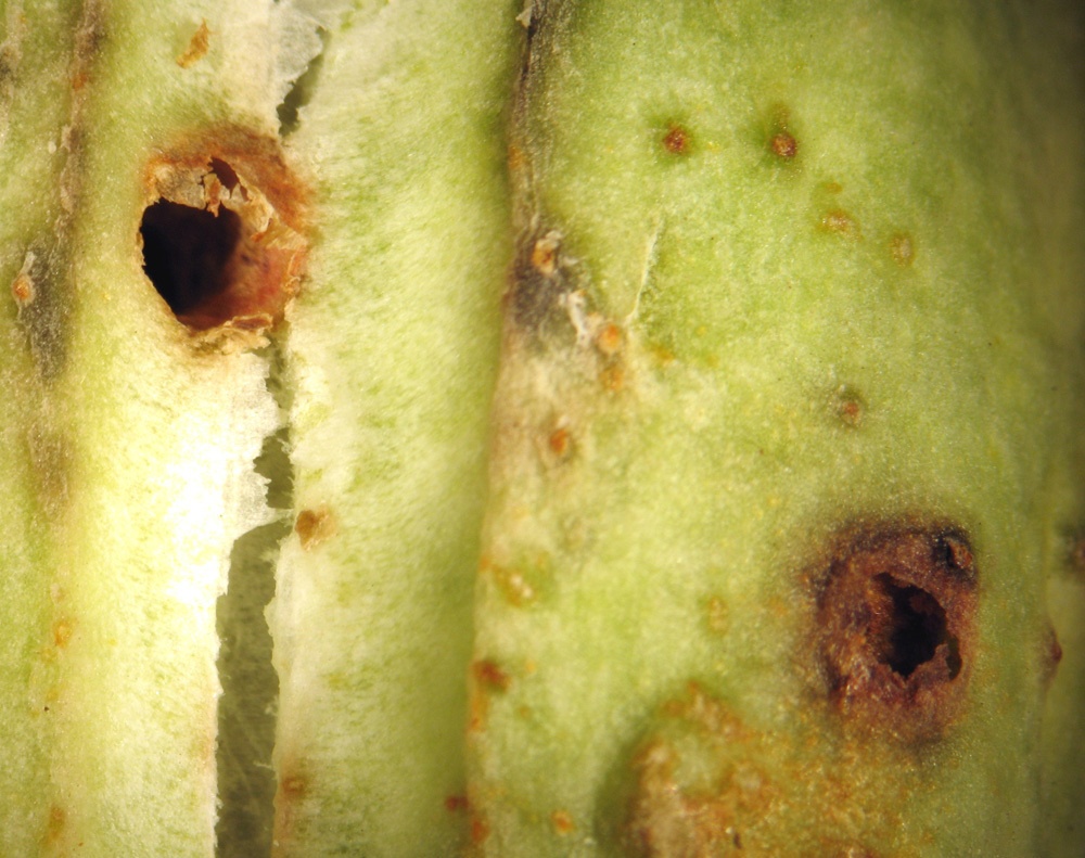 Tegeticula