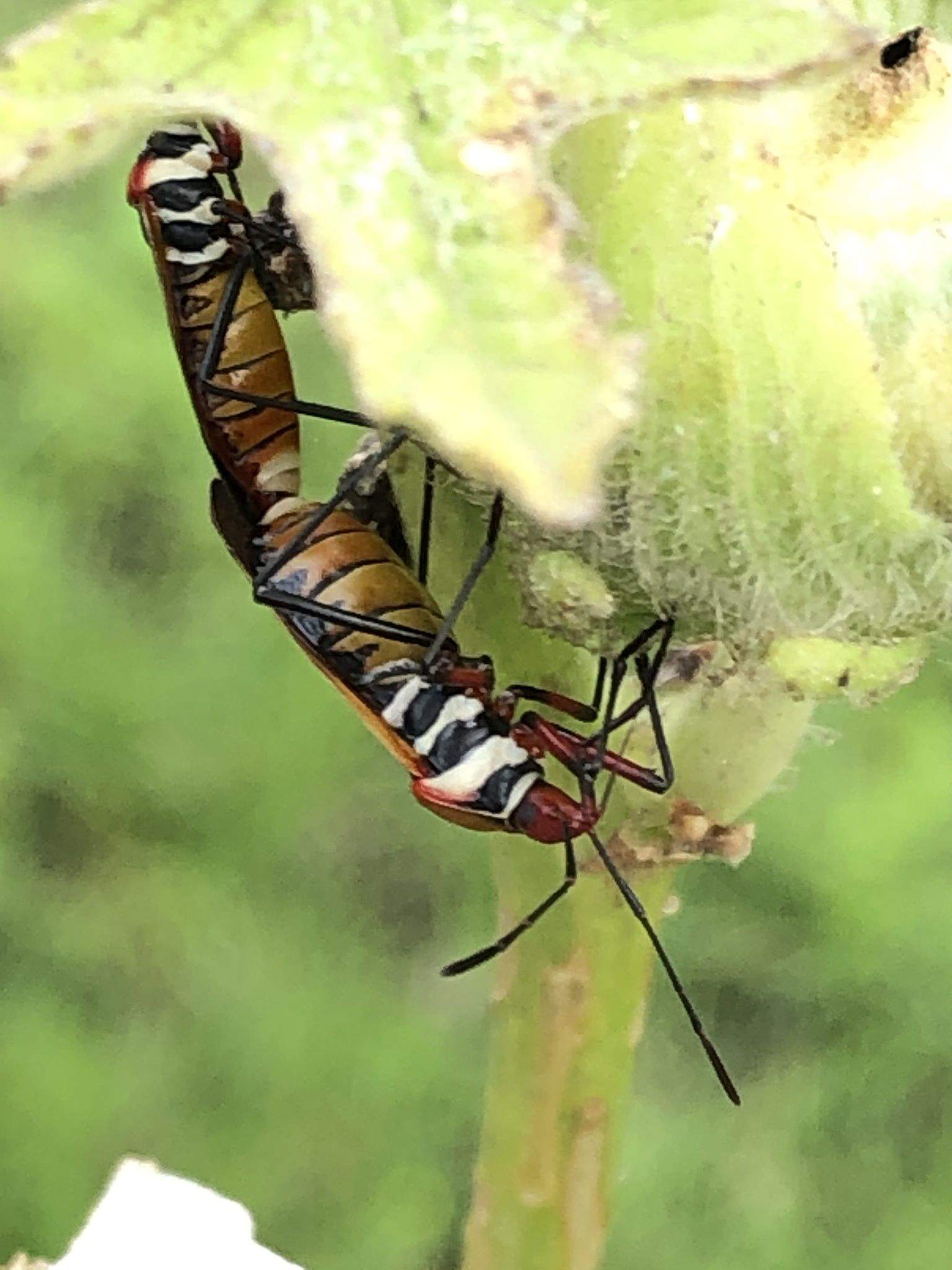 Dysdercus peruvianus
