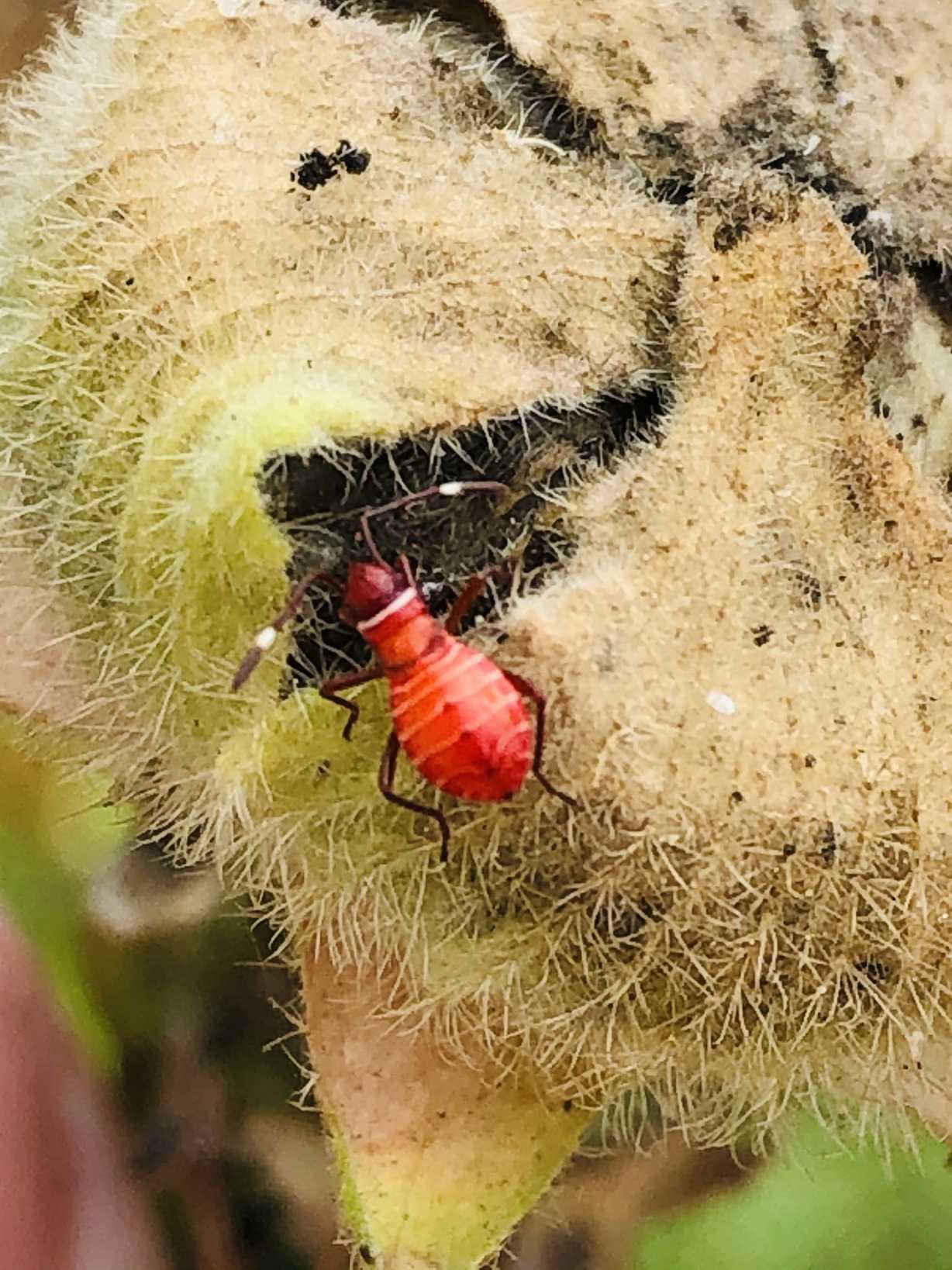 Dysdercus peruvianus