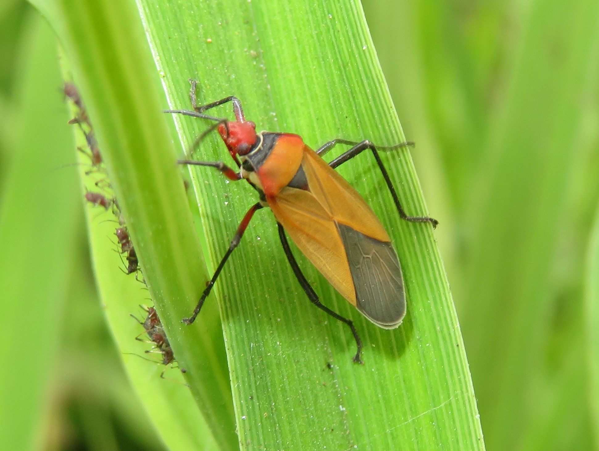 Dysdercus peruvianus