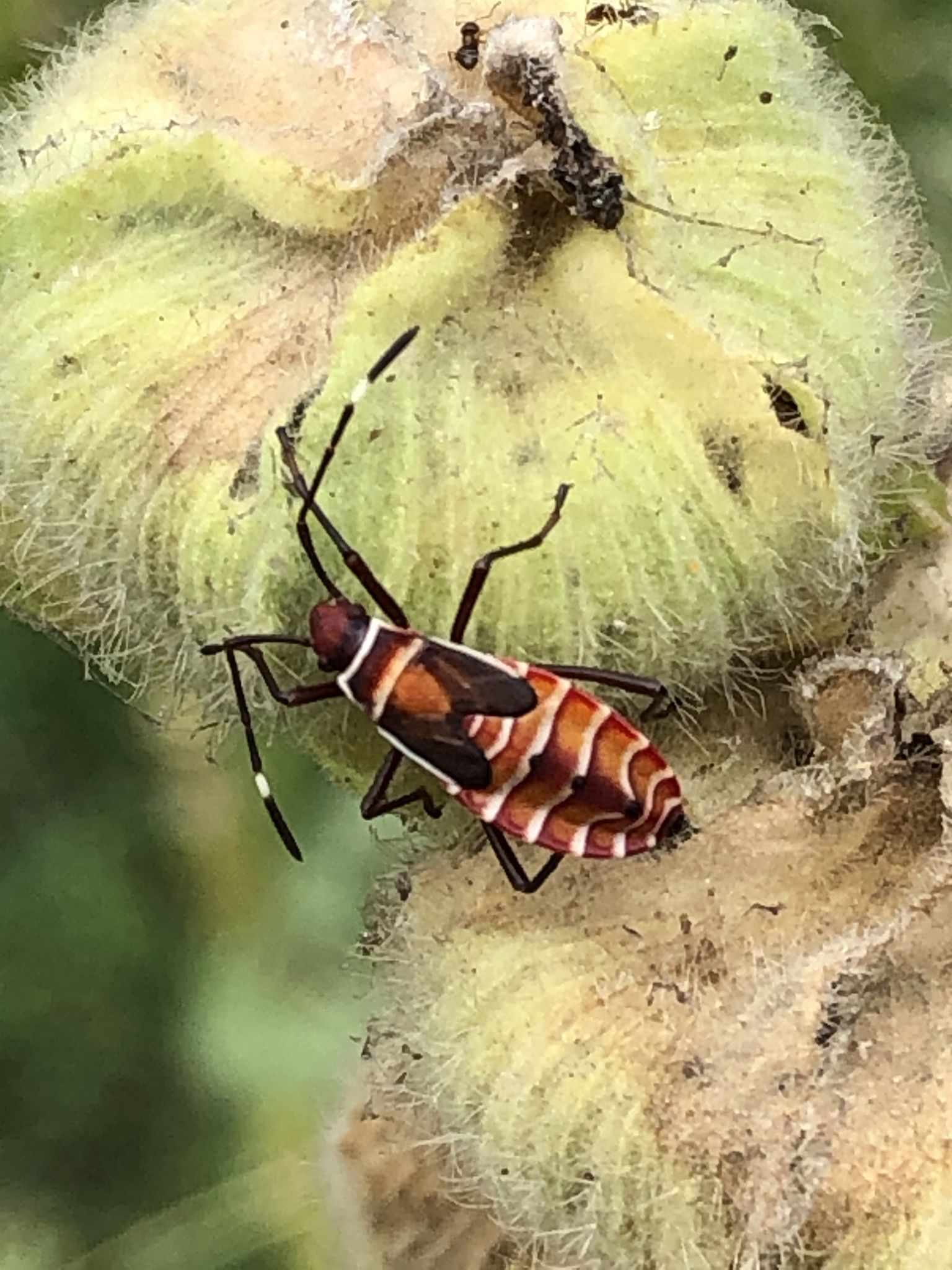 Dysdercus peruvianus