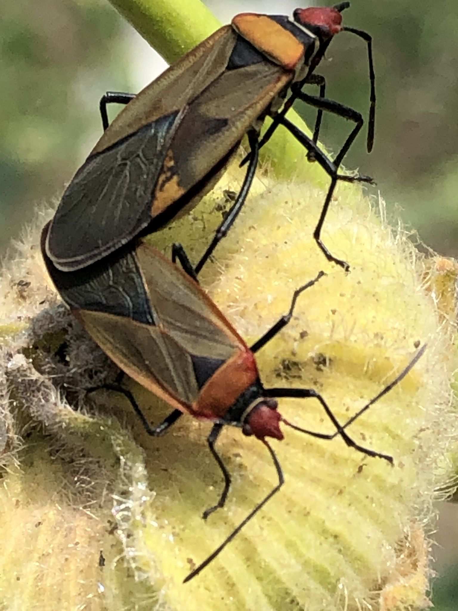Dysdercus peruvianus