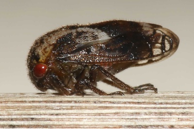 Vanduzea