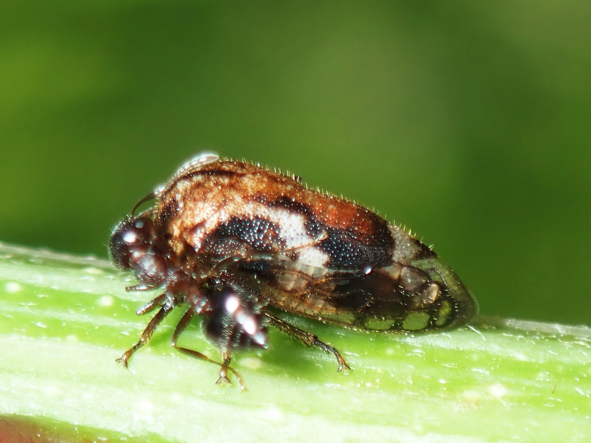 Vanduzea