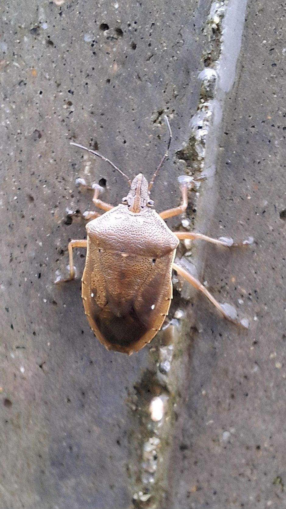 Tibraca