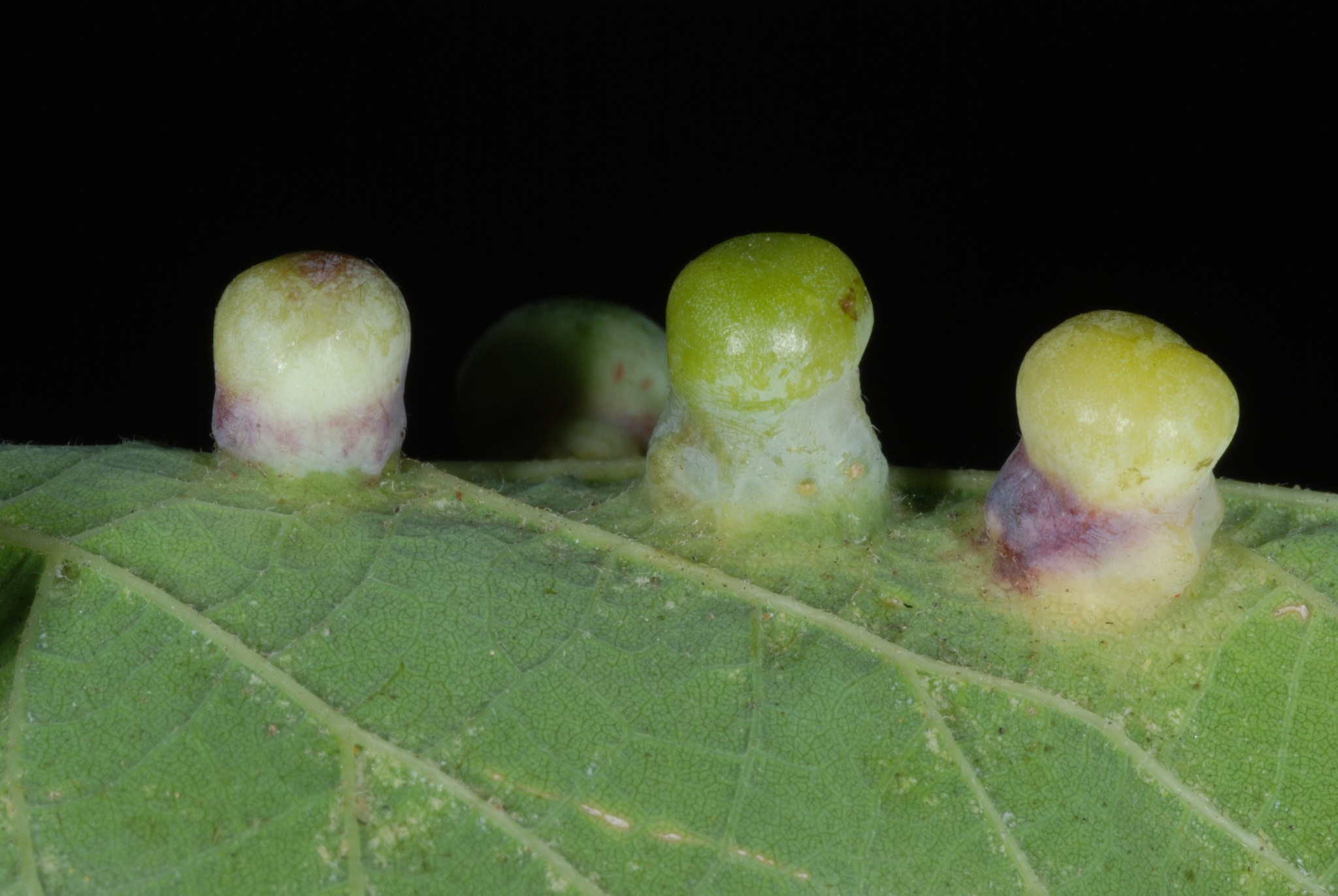 Pachypsylla
