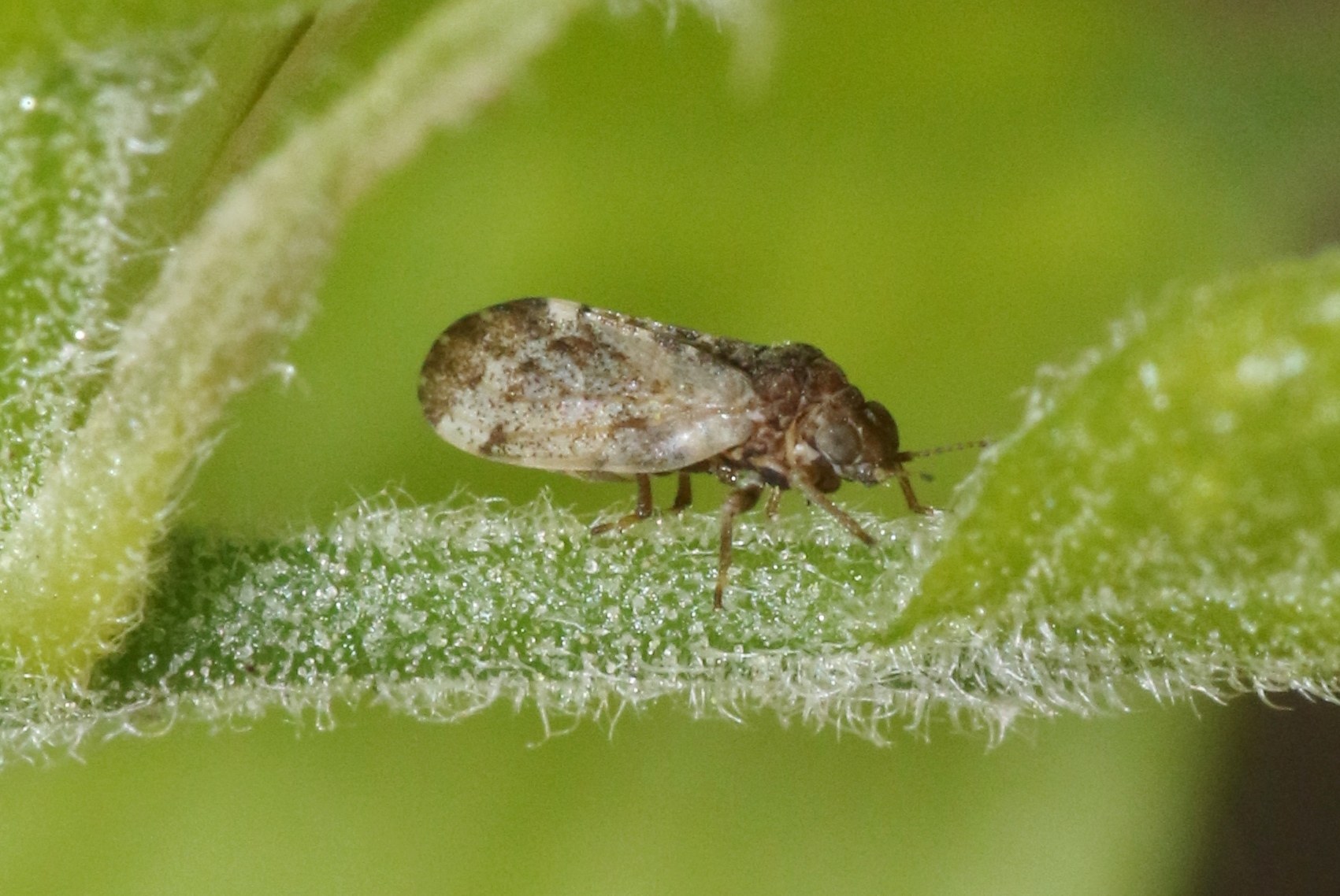 Pachypsylla