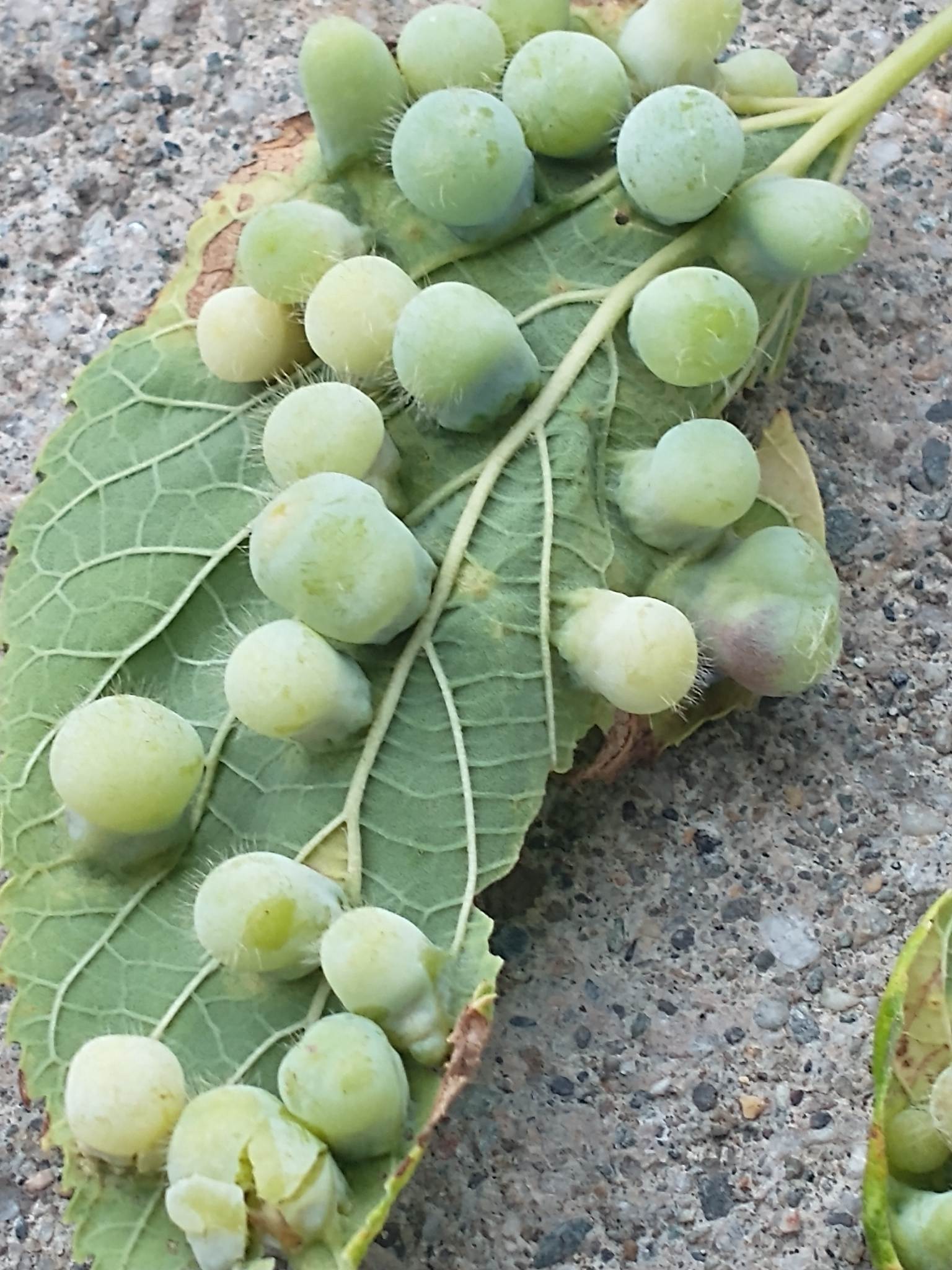 Pachypsylla