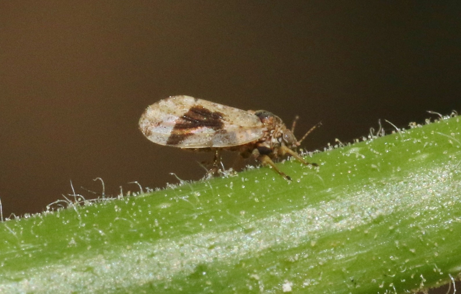 Pachypsylla