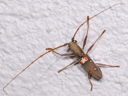 Olenecamptus bilobus