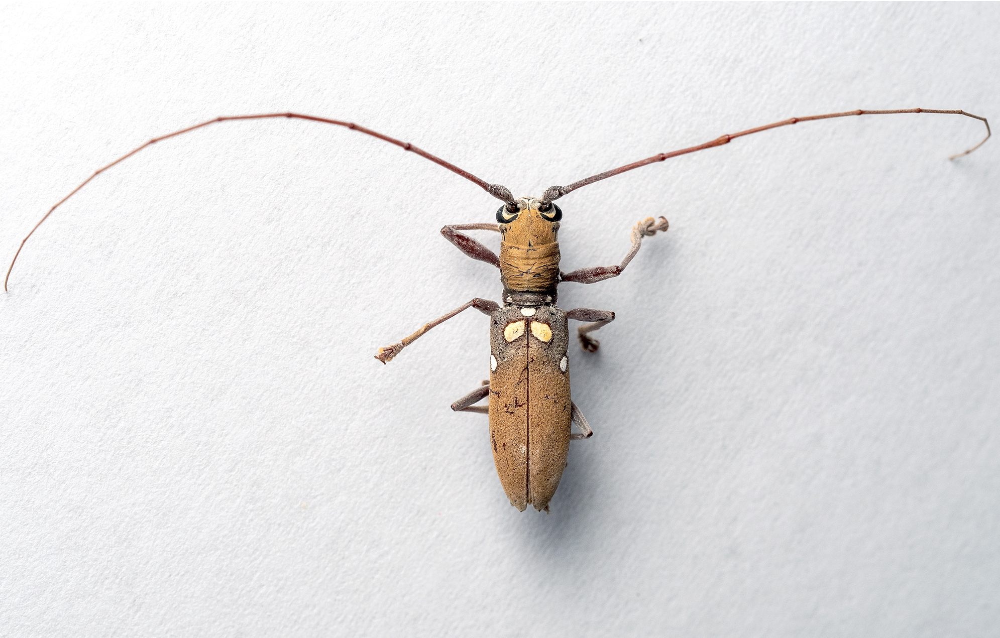 Olenecamptus bilobus