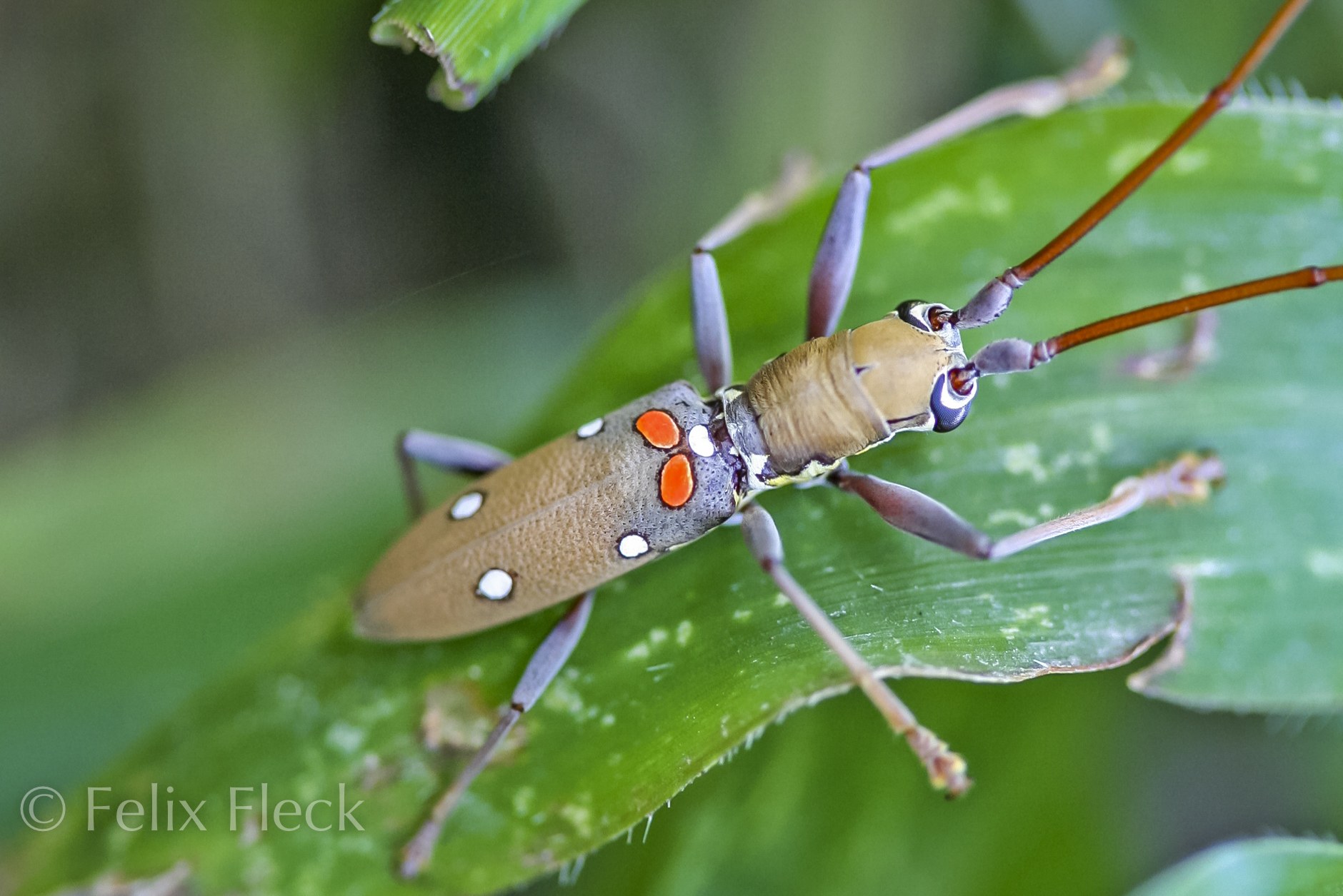 Olenecamptus bilobus