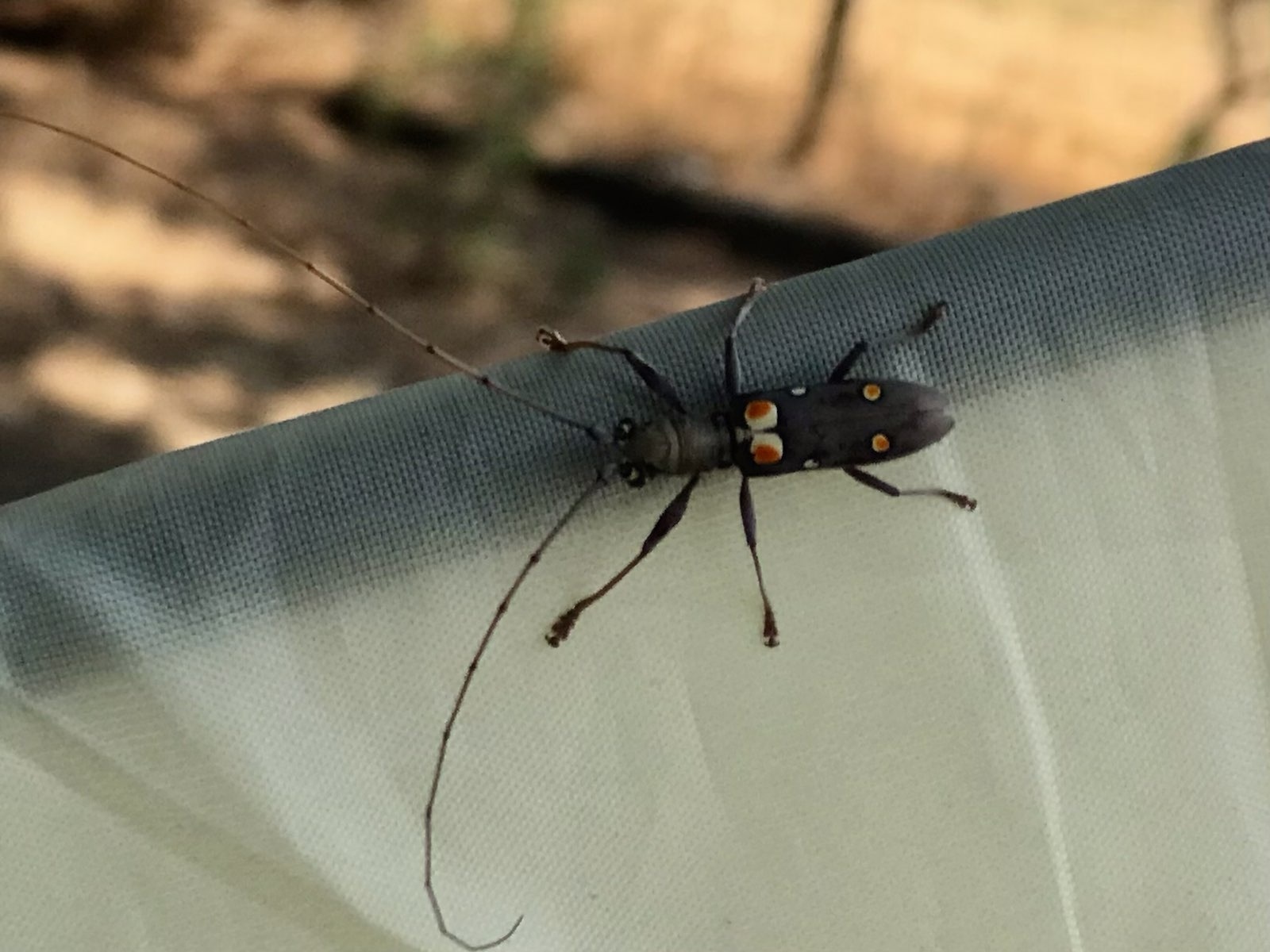 Olenecamptus bilobus