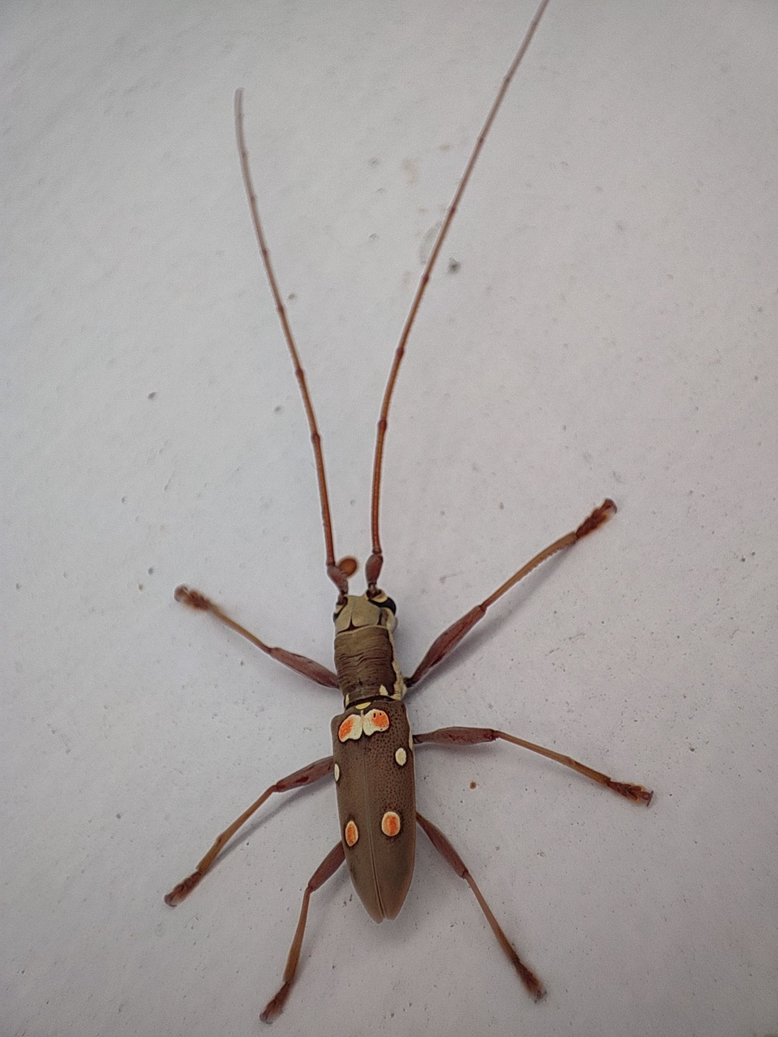 Olenecamptus bilobus