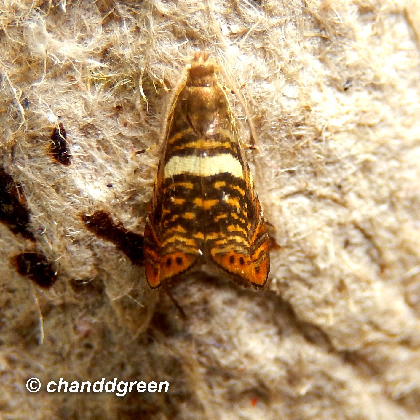 Hilarographa