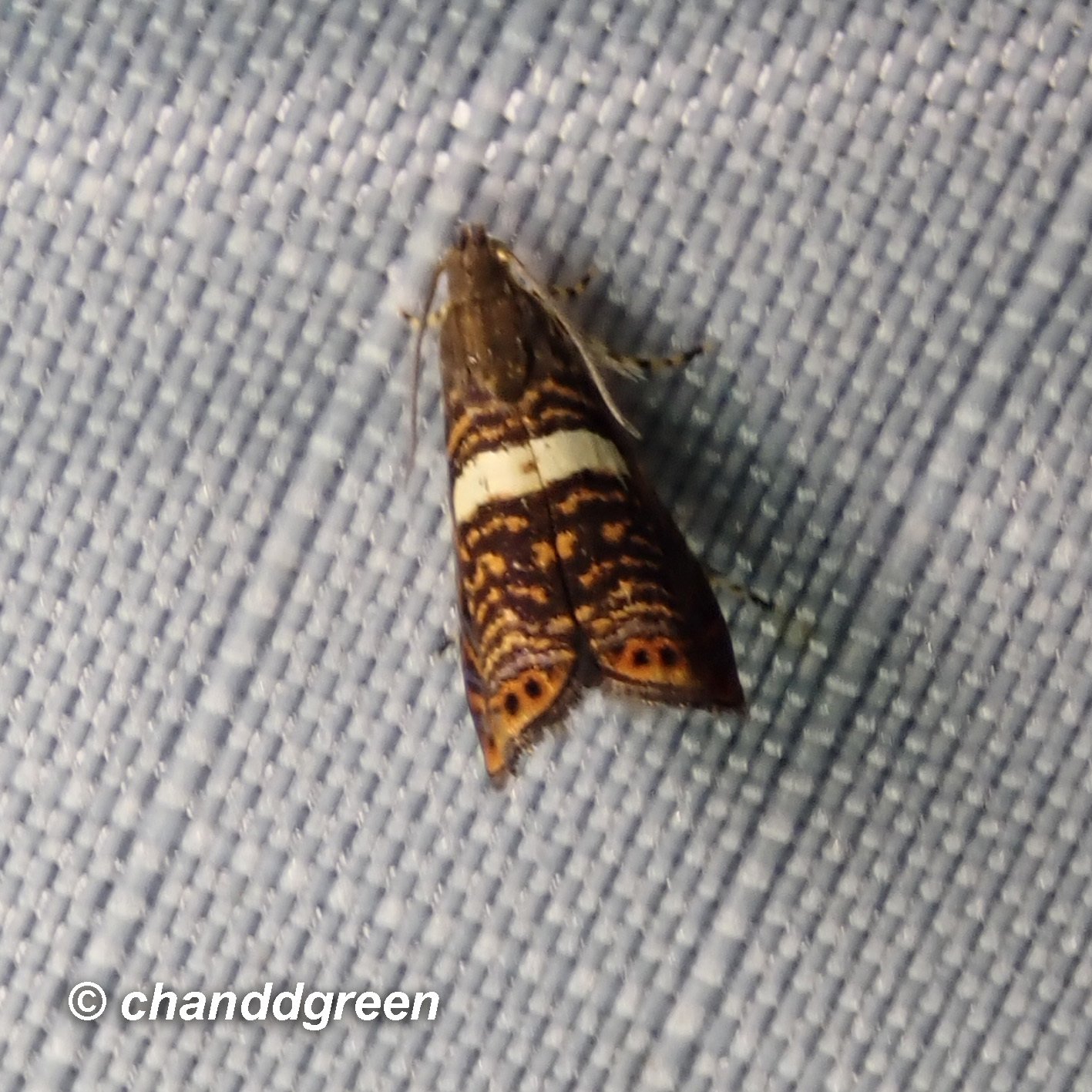 Hilarographa