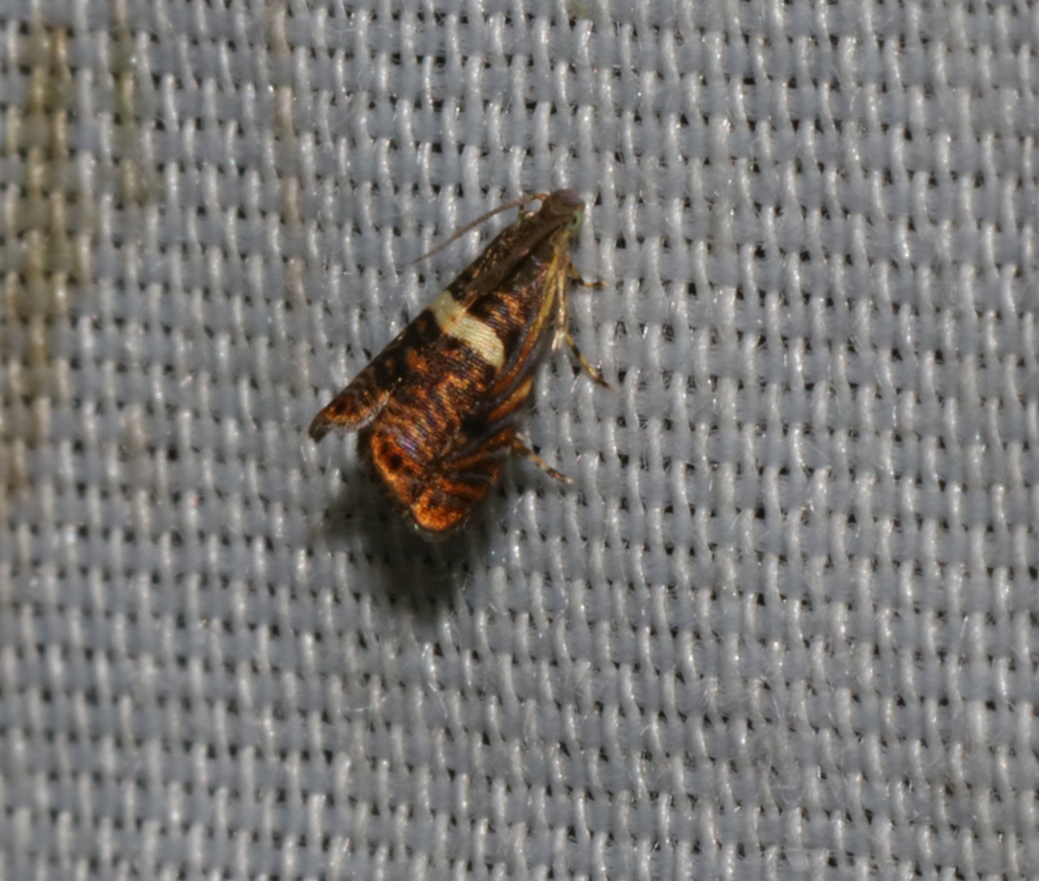 Hilarographa