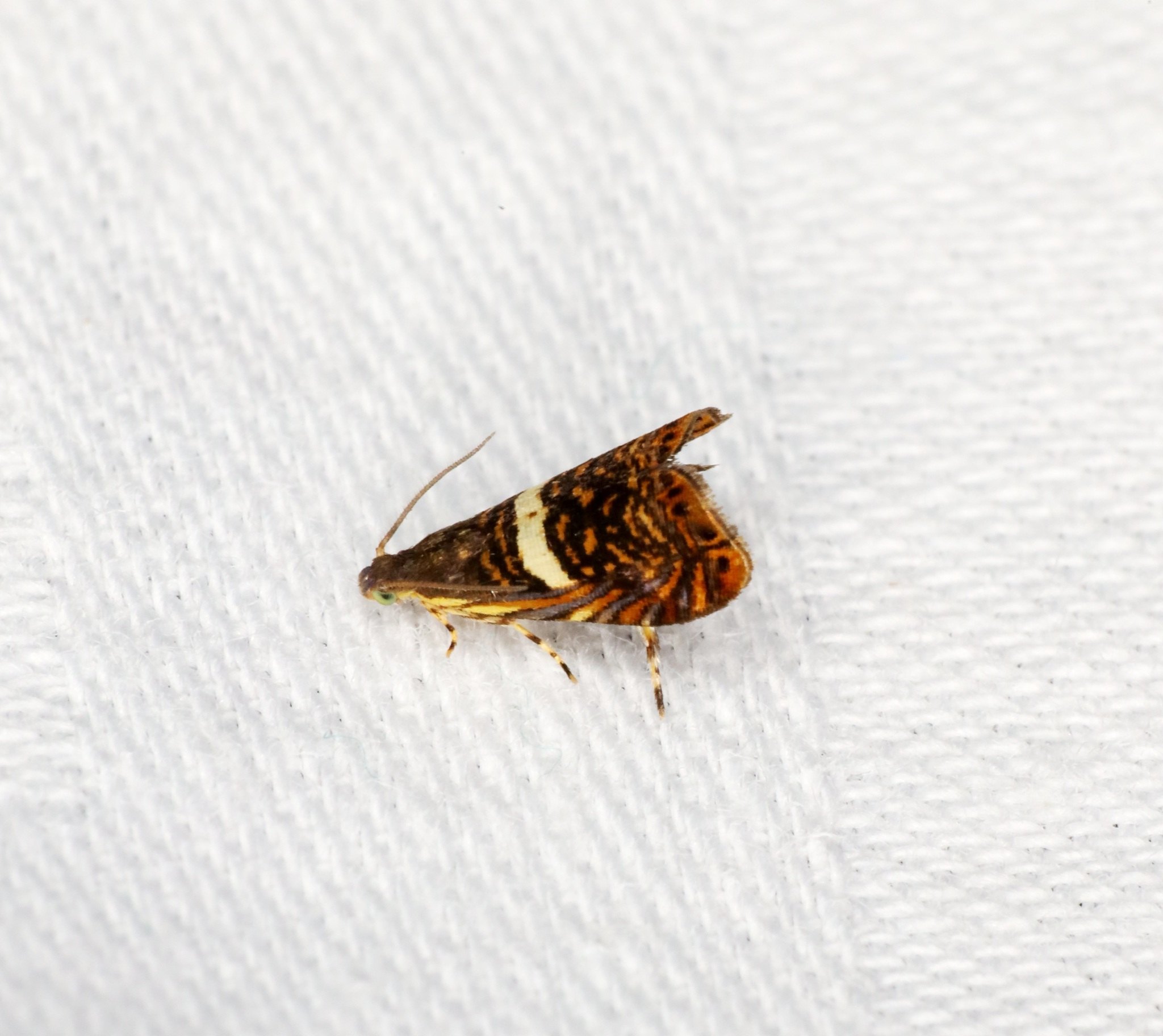 Hilarographa