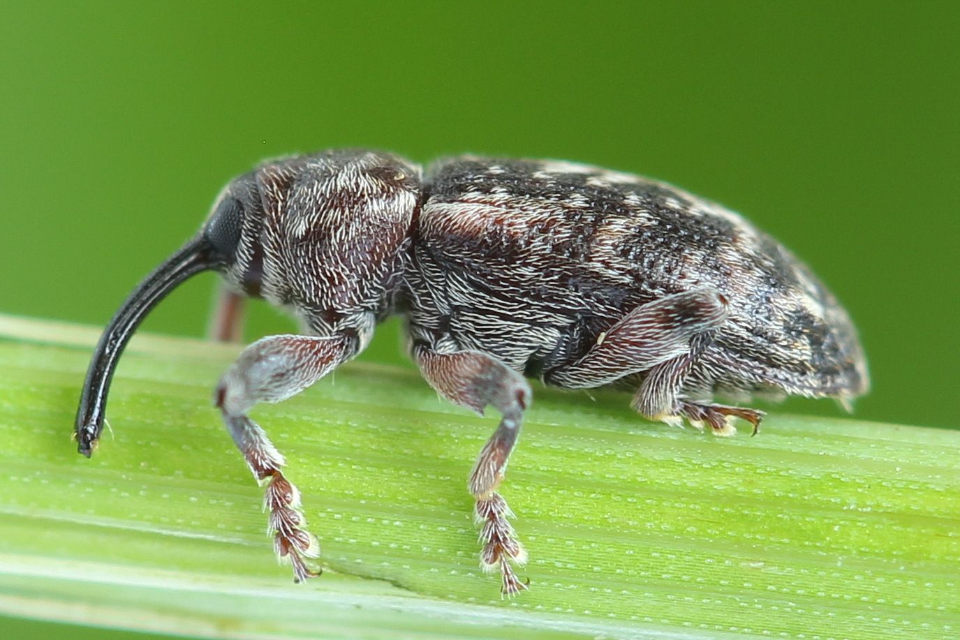Dorytomus tremulae
