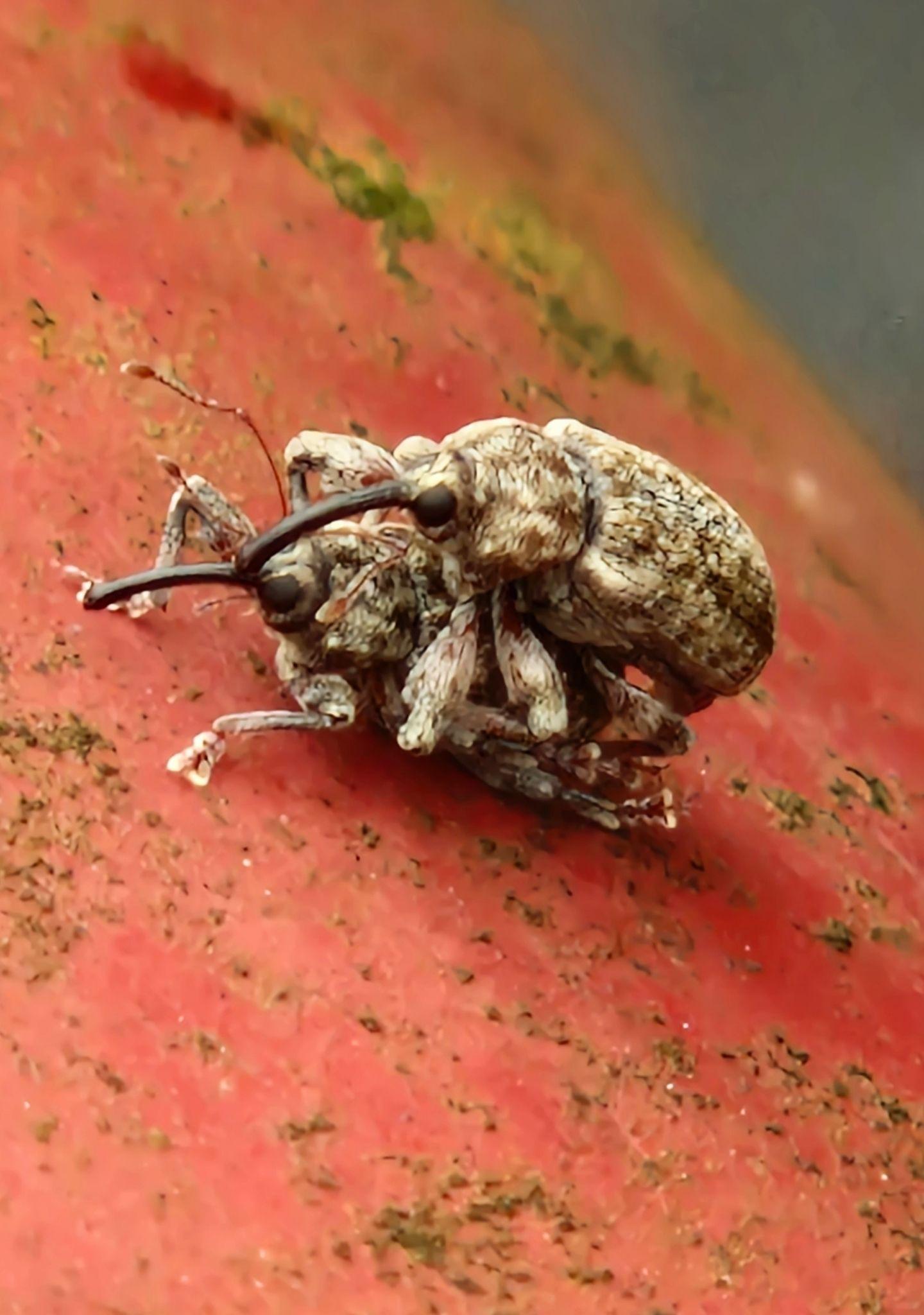 Dorytomus tremulae