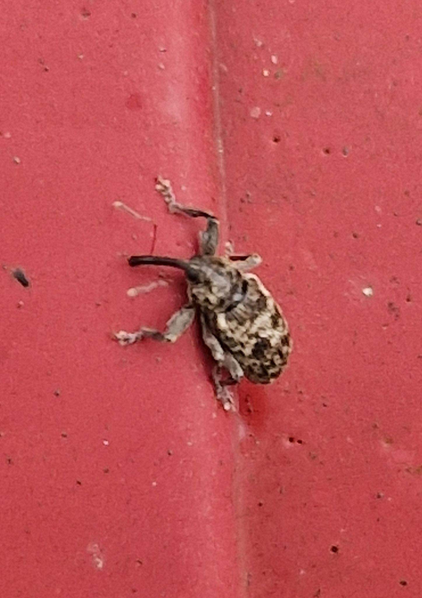 Dorytomus tremulae