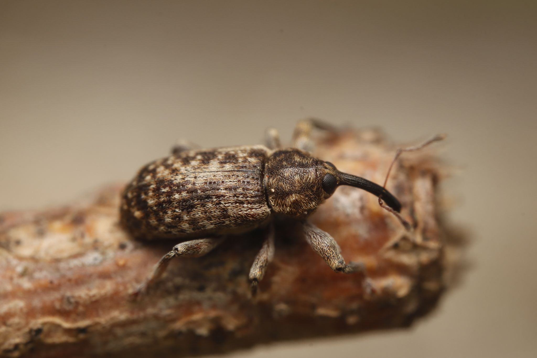 Dorytomus tremulae